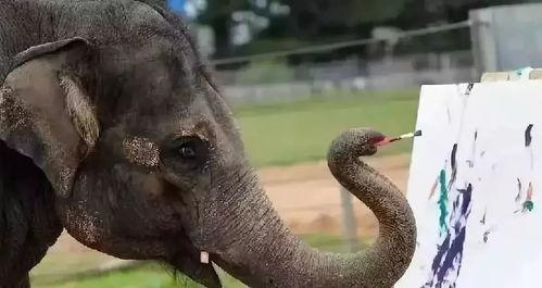 娱乐吃瓜酱大象鼻子 第2张 娱乐吃瓜酱大象鼻子 第2张